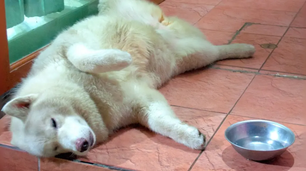¿Cómo proteger a tu mascota del calor? Esto dice veterinario en Coahuila