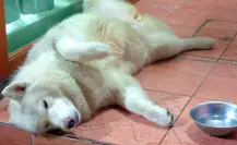 ¿Cómo proteger a tu mascota del calor? Esto dice veterinario en Coahuila