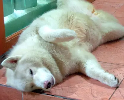 ¿Cómo proteger a tu mascota del calor? Esto dice veterinario en Coahuila