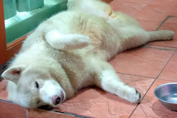 ¿Cómo proteger a tu mascota del calor? Esto dice veterinario en Coahuila