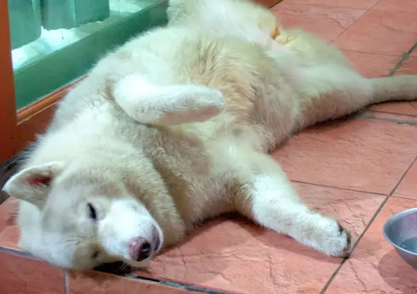 ¿Cómo proteger a tu mascota del calor? Esto dice veterinario en Coahuila