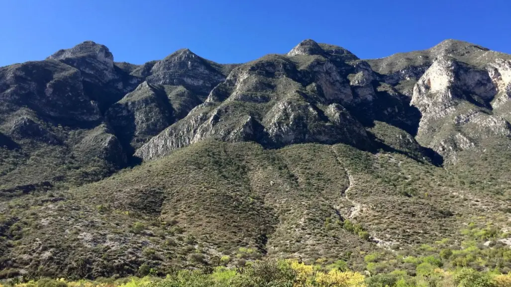Conoce las plantas y árboles nativos de Nuevo León que podrás encontrar en el Cañón de San Pablo