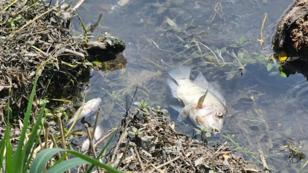 Investigan mortandad de peces en el canal de Ciudad Mante