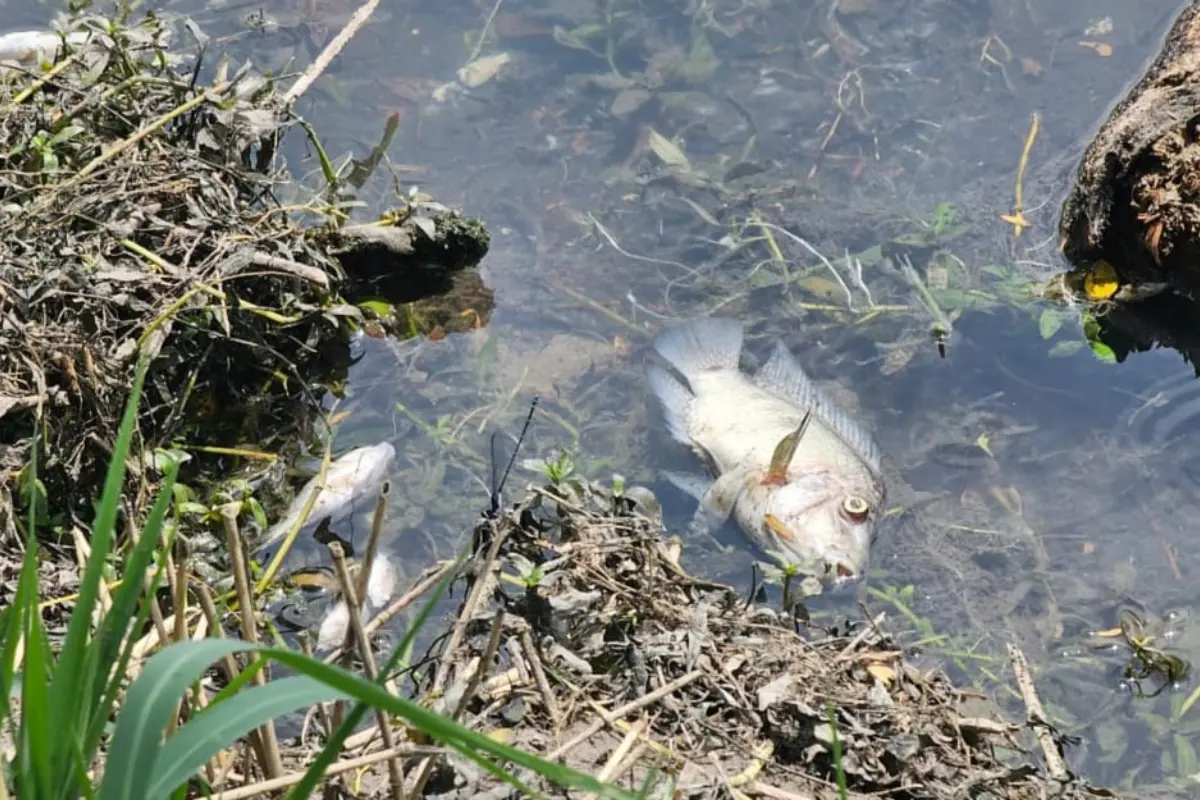 La aparición de peces muertos en un canal de El Mante encendió las alarmas entre los vecinos de varias colonias del municipio. Foto: COMAPA MANTE