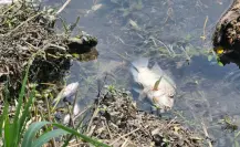 Investigan mortandad de peces en el canal de Ciudad Mante