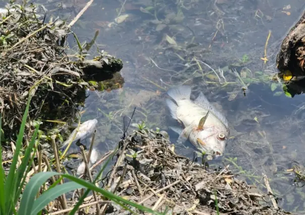 Investigan mortandad de peces en el canal de Ciudad Mante