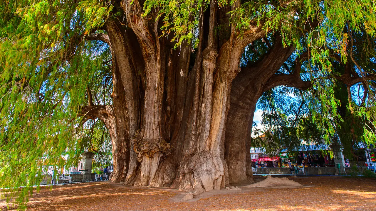 El sabino más antiguo del Edomex con más de mil años de historia y un profundo valor cultural y ecológico. Foto: Canva