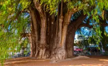 Este es el majestuoso árbol nativo del Edomex que se destaca por ser el más viejo del estado