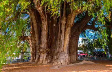 Este es el majestuoso árbol nativo del Edomex que se destaca por ser el más viejo del estado