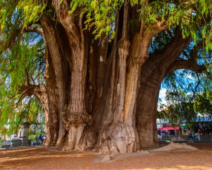 Este es el majestuoso árbol nativo del Edomex que se destaca por ser el más viejo del estado