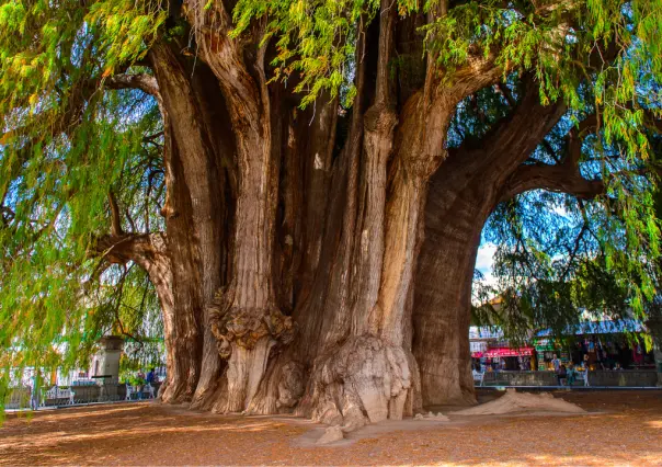 Este es el majestuoso árbol nativo del Edomex que se destaca por ser el más viejo del estado