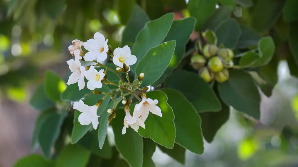 3 flores nativas de Tamaulipas ideales para tener en casa