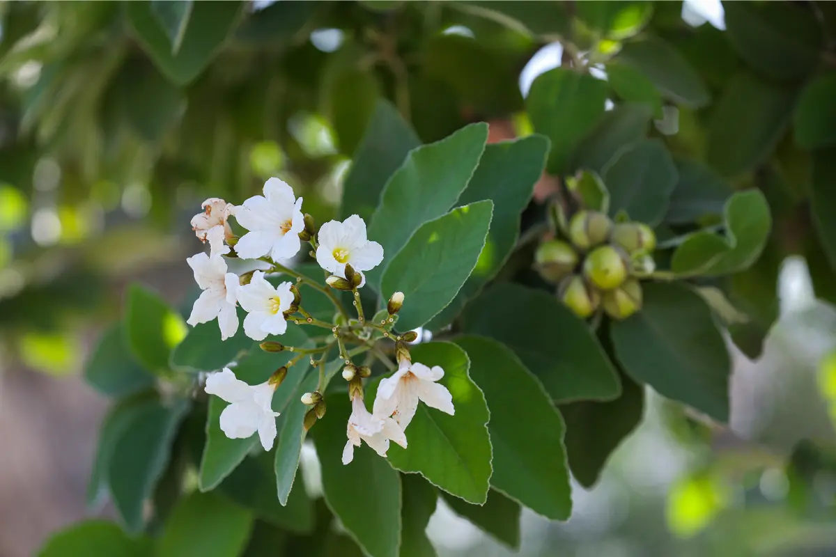 La anacahuita y su flor son muy valoradas en Tamaulipas y el noreste de México. Foto: UANL