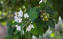 3 flores nativas de Tamaulipas ideales para tener en casa
