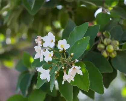 3 flores nativas de Tamaulipas ideales para tener en casa