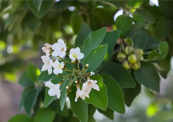 3 flores nativas de Tamaulipas ideales para tener en casa