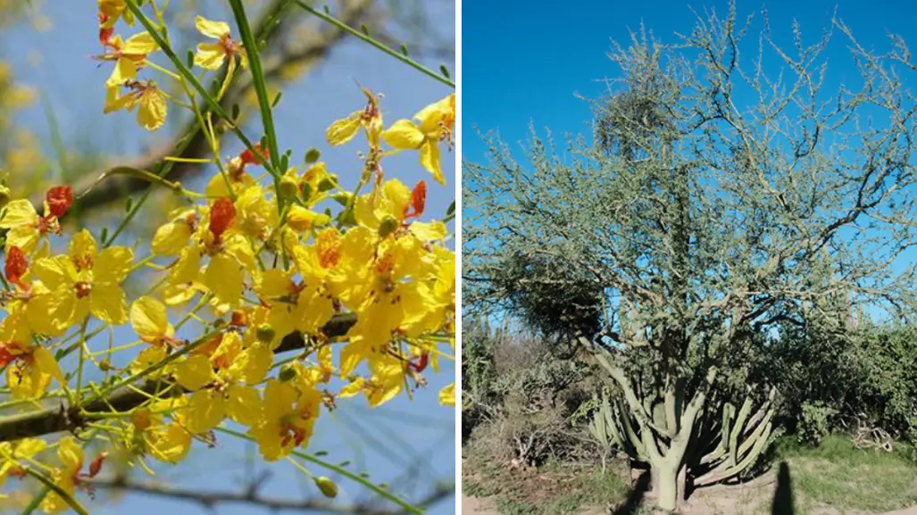 Este es el árbol nativo de BCS que sobrevive al desierto aún cuando pierde sus ramas verdes