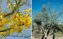 Este es el árbol nativo de BCS que sobrevive al desierto aún cuando pierde sus ramas verdes