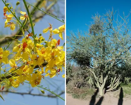 Este es el árbol nativo de BCS que sobrevive al desierto aún cuando pierde sus ramas verdes