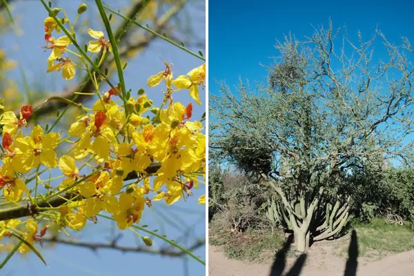 Este es el árbol nativo de BCS que sobrevive al desierto aún cuando pierde sus ramas verdes