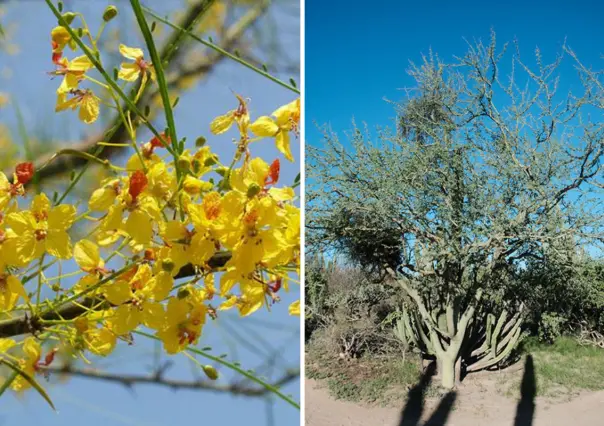Este es el árbol nativo de BCS que sobrevive al desierto aún cuando pierde sus ramas verdes
