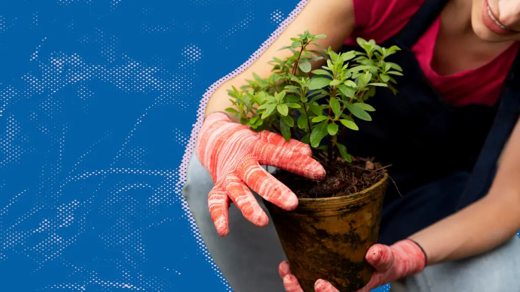 ¿Quieres aprender a plantar árboles? San Pedro te invita a su taller gratuito