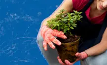 ¿Quieres aprender a plantar árboles? San Pedro te invita a su taller gratuito