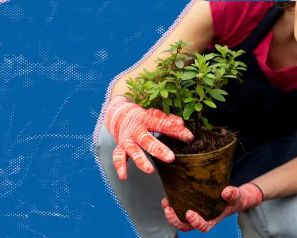¿Quieres aprender a plantar árboles? San Pedro te invita a su taller gratuito