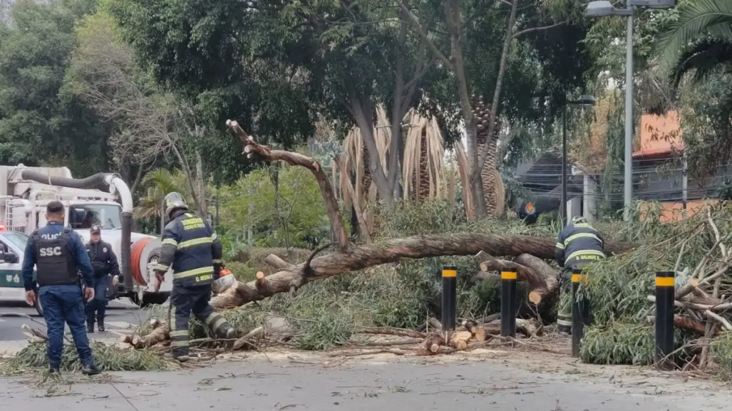 Árboles caen en dos alcaldías de CDMX a causa de las lluvias