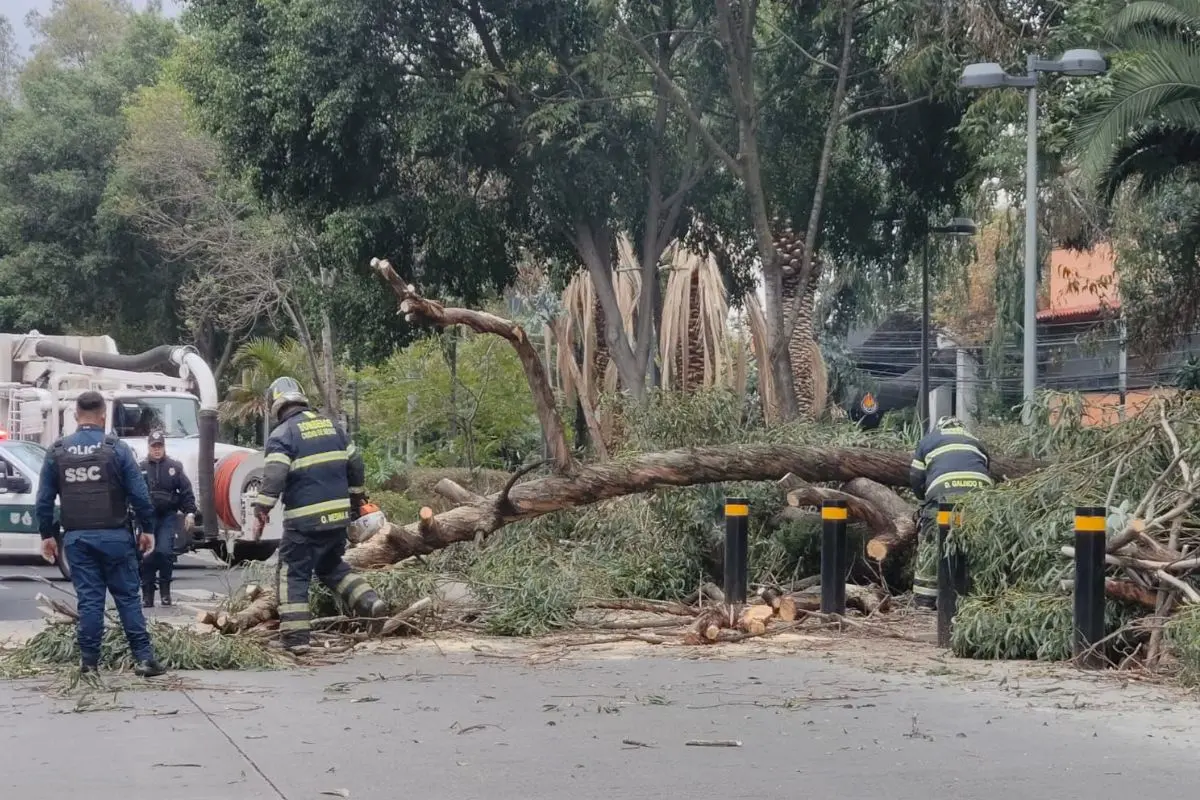 Árbol caído en calles de CDMX. Foto: Ramón Ramírez