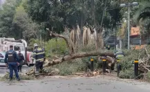 Árboles caen en dos alcaldías de CDMX a causa de las lluvias