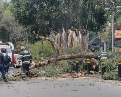 Árboles caen en dos alcaldías de CDMX a causa de las lluvias