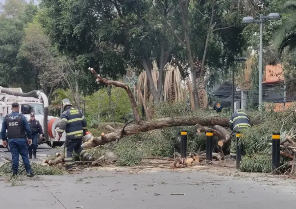 Árboles caen en dos alcaldías de CDMX a causa de las lluvias