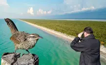 Matraca yucateca: el ave cantora que se esconde en las costas de Yucatán