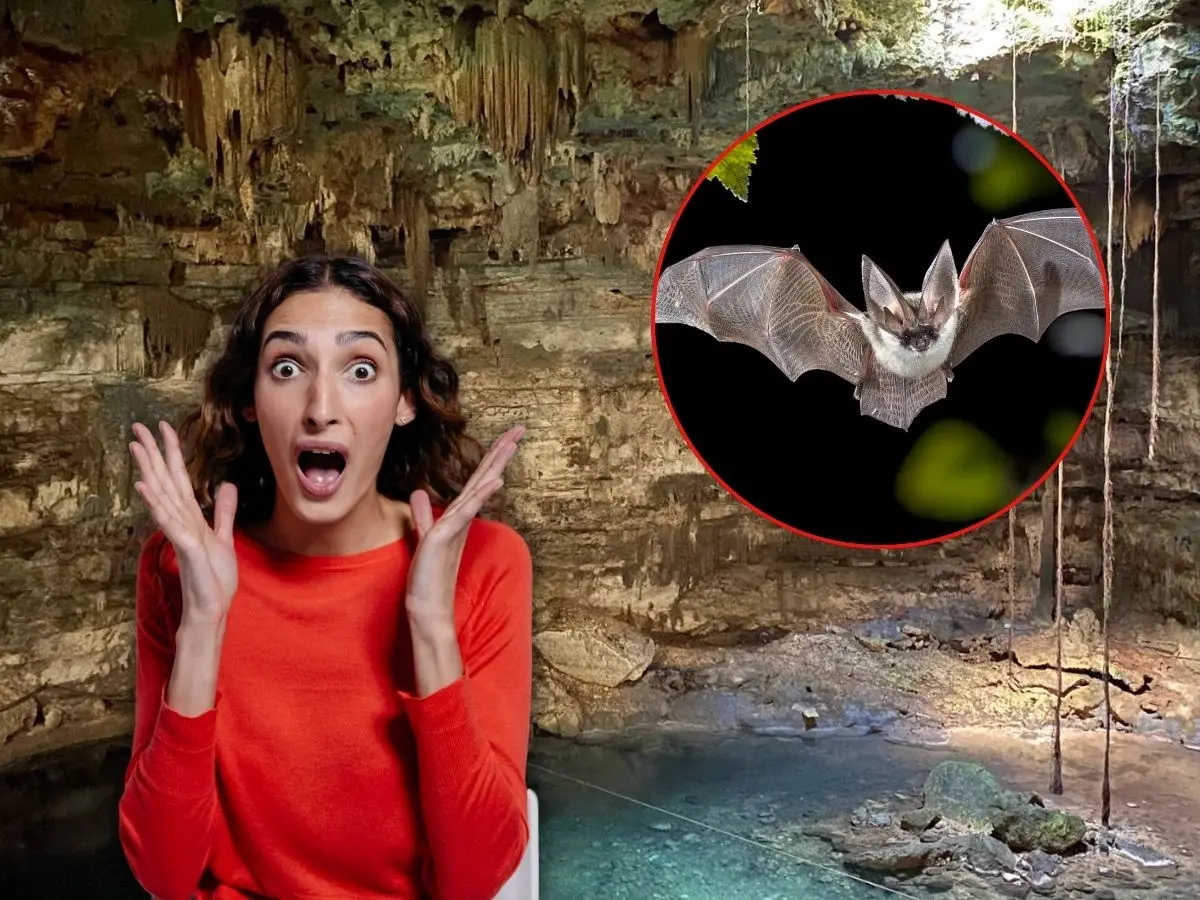 Uno de los principales atractivos del cenote Xkeken, ademas de sus aguas cristalinas, es ser refugio de murciélagos por sus condiciones óptimas.- Fuente Canva