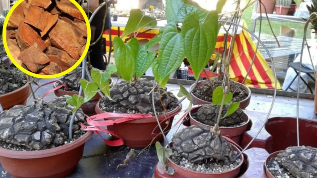 Esta planta medicinal es perfecta para bajar de peso y aliviar los dolores de cuerpo