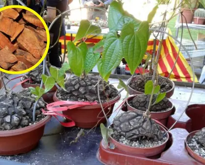 Esta planta medicinal es perfecta para bajar de peso y aliviar los dolores de cuerpo