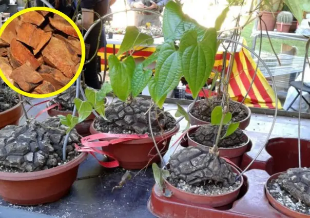 Esta planta medicinal es perfecta para bajar de peso y aliviar los dolores de cuerpo