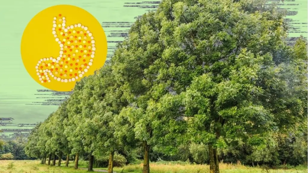 Este árbol nativo de Nuevo León ayuda a eliminar las toxinas