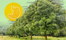 Este árbol nativo de Nuevo León ayuda a eliminar las toxinas