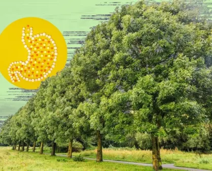 Este árbol nativo de Nuevo León ayuda a eliminar las toxinas