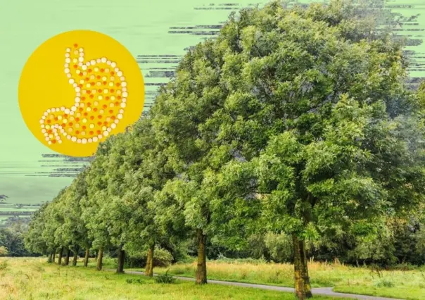 Este árbol nativo de Nuevo León ayuda a eliminar las toxinas