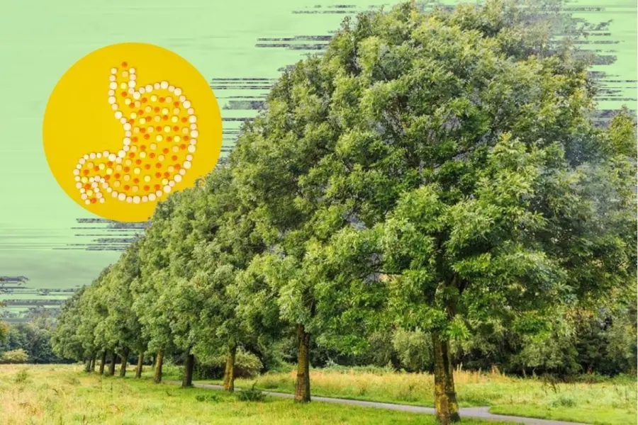 Este árbol nativo de Nuevo León ayuda a eliminar las toxinas