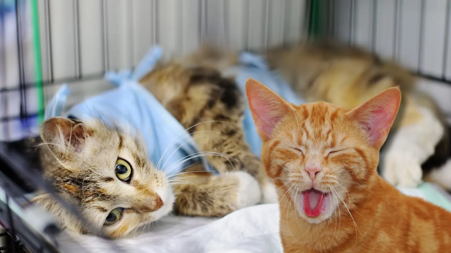 La campaña está dirigida para gatos machos. (Fotografía: Canva)