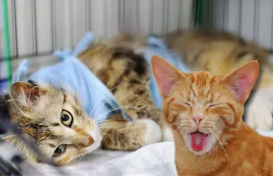 Así puedes esterilizar a tu gato en Torreón con esta campaña a bajo costo