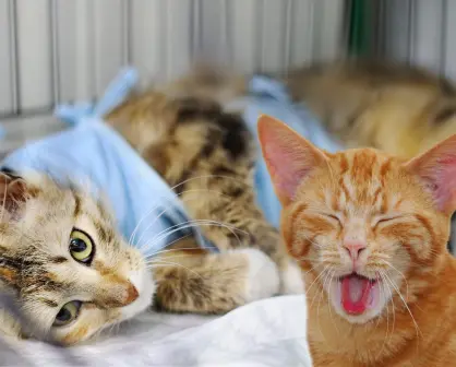 Así puedes esterilizar a tu gato en Torreón con esta campaña a bajo costo