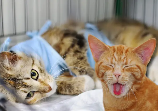 Así puedes esterilizar a tu gato en Torreón con esta campaña a bajo costo