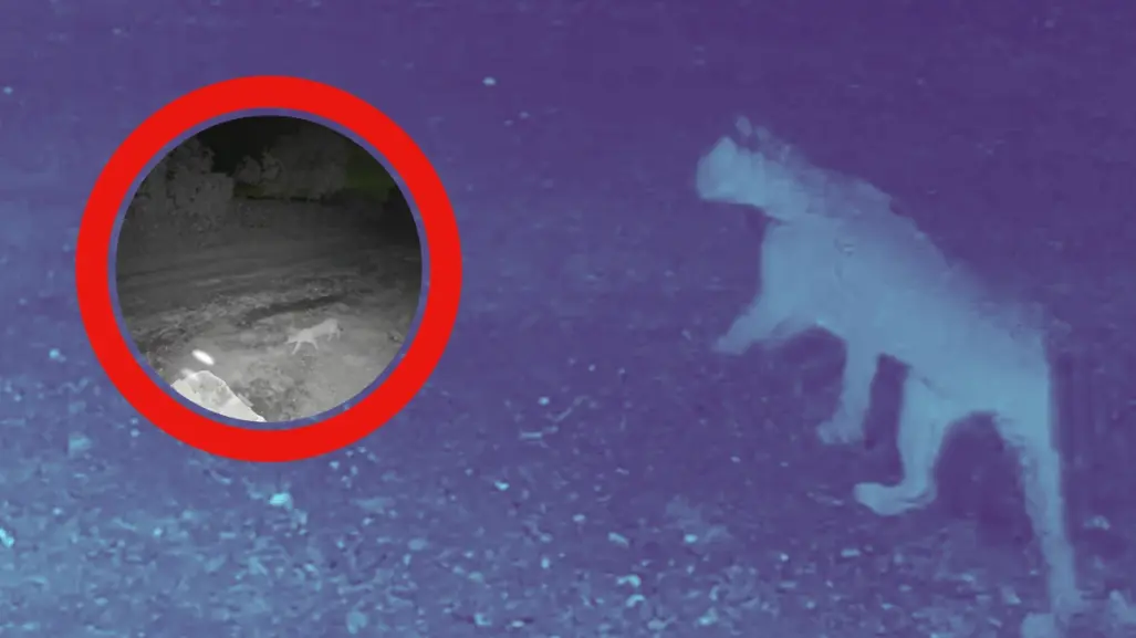 VIDEO I  Captan a puma merodeando por calles de El Barrial en Santiago