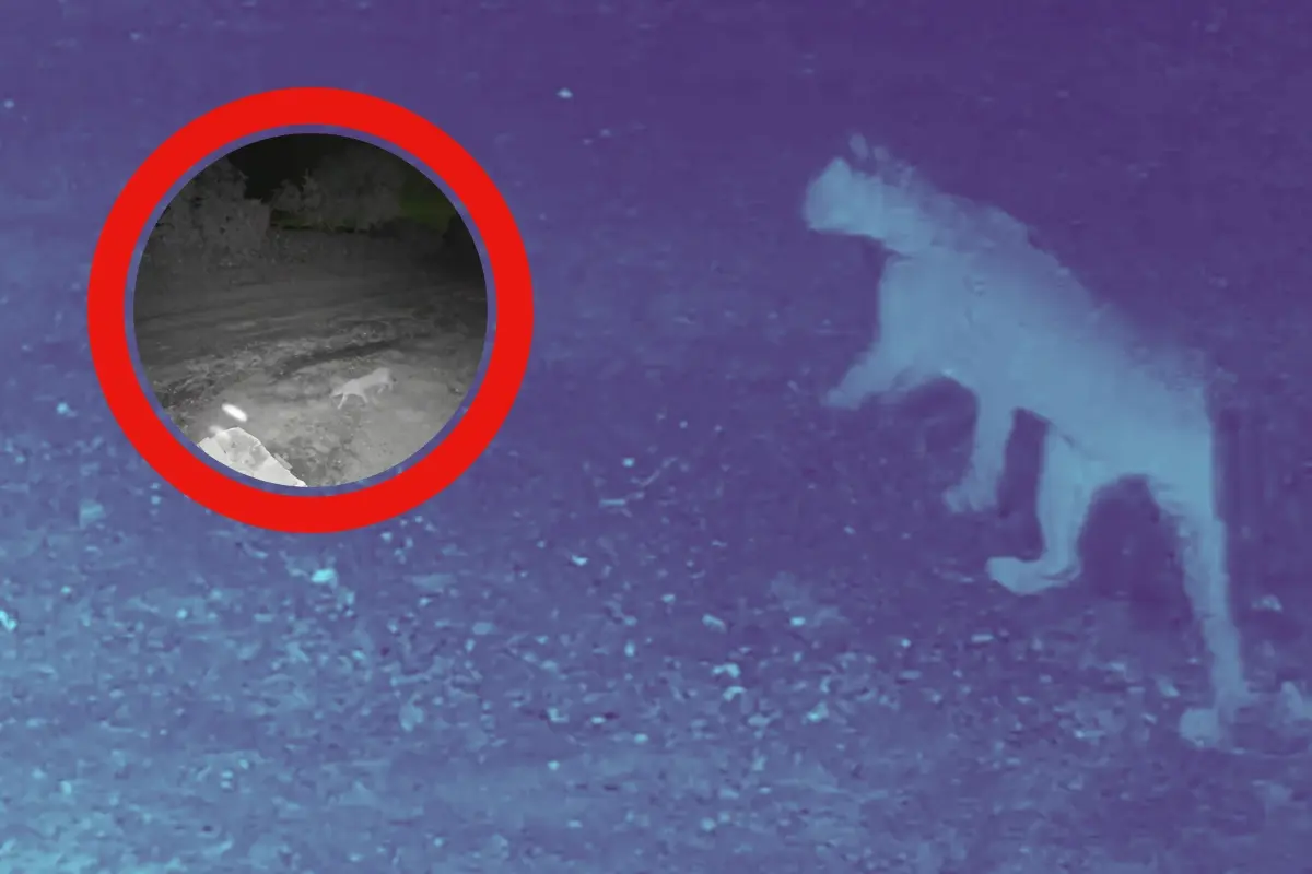 Un ejemplar de puma en calles del municipio de Santiago. Foto: Canva