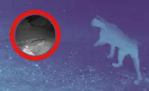 VIDEO I  Captan a puma merodeando por calles de El Barrial en Santiago